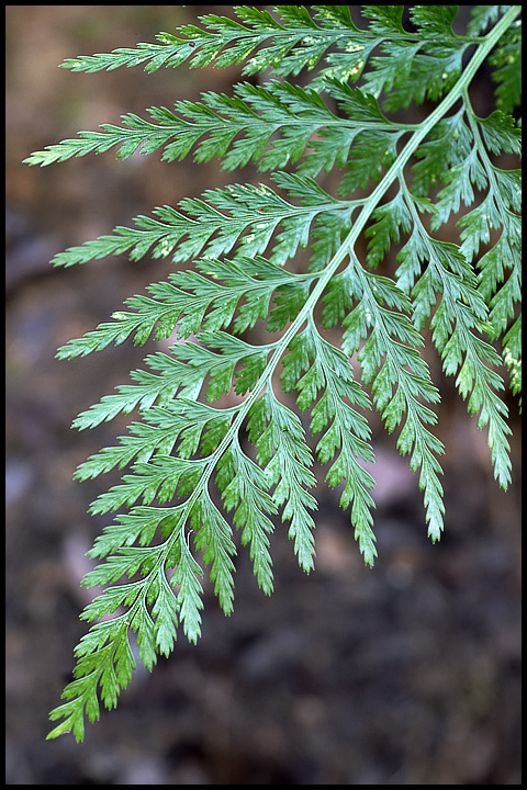 Asplenium onopteris?